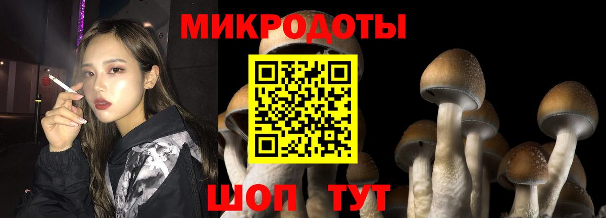 Галлюциногенные грибы Psilocybe Лабинск